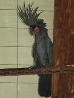 Probosciger aterrimus - Palm Cockatoo