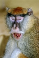 Erythrocebus patas - Patas Monkey