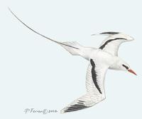 Image of: phaethon lepturus (white-tailed tropicbird)
