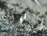 Rufous-necked Snowfinch - Pyrgilauda ruficollis