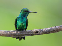 Western Emerald (Chlorostilbon melanorhynchus) photo