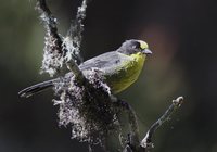 Pale-naped Brush-Finch - Atlapetes pallidinucha
