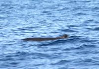 Dwarf sperm whale with damaged dorsal fin possibly caused by ship strike or fishing line (c) G.S...