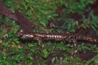 : Aneides vagrans; Wandering Salamander
