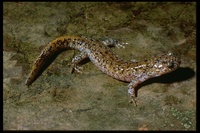 : Hynobius leechii; Northeastern China Hynobiid Salamander