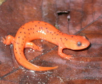 : Pseudotriton montanus diastictus; Midland Mud Salamander