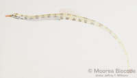 : Corythoichthys flavofasciatus