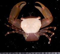 : Trapezia guttata