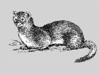 **Солонгой - Mustela altaica Pallas, 1811 - Alpine Weasel.