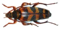 Leptura aurulenta - Hornet Beetle