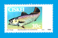 Argyrosomus hololepidotus, Madagascar meagre: fisheries, gamefish