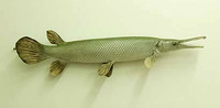 Atractosteus tristoechus, Cuban gar: fisheries, aquaculture