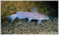 Ictalurus lupus, Headwater catfish: aquarium