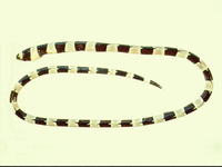 Myrichthys colubrinus, Harlequin snake eel: