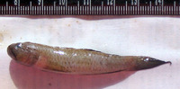 Oxyurichthys microlepis, Maned goby: fisheries, aquarium