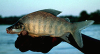 Distichodus schenga, Chessa: fisheries, gamefish