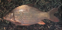 Cyprinus acutidorsalis, : fisheries