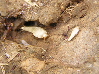 Atelura formicaria