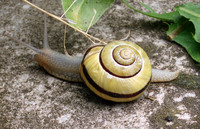 Cepaea nemoralis - Brown Lipped Snail
