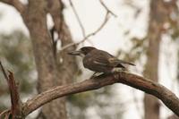 Cracticus torquatus - Grey Butcherbird