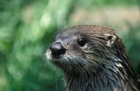 Lontra canadensis - Northern River Otter