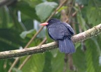 Black-fronted Nunbird - Monasa nigrifrons