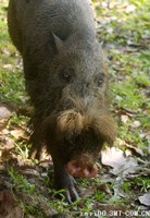 再发2张西须猪 -