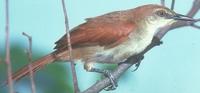 Yellow-chinned /Yellow-throated spinetail