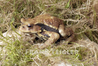 : Bufo japonicus; Japanese Toad