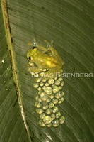 : Hyalinobatrachium valerioi; Reticulated Glass Frog