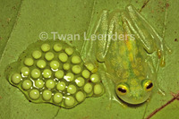: Hyalinobatrachium valerioi; Reticulated Glass Frog