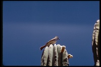 : Myiarchus sp.; Mexican Crested Flycatcher