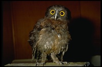 : Ninox theomacha; Jungle Hawk-owl
