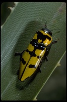 : Thrincopyge alacris; Beetle