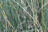 シマオオセッカ Little Grassbird Megalurus gramineus
