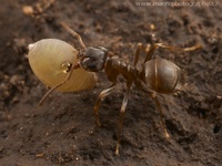 Lasius niger - Garden Ant