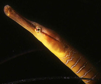 Image of Entelurus aequoreus, Snake pipefish, Pipa, Snippe, Adderzeenaald, Ocean pipe-fish, Snak...