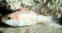 Apogon binotatus, Barred cardinalfish: