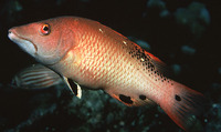 Bodianus diana, Diana's hogfish: fisheries, aquarium
