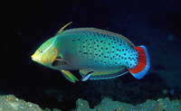 Coris formosa, Queen coris: fisheries, aquarium