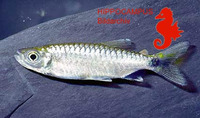 Brycinus grandisquamis, Pinkfin Alestes: fisheries