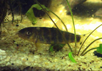 Botia dario, Bengal loach: aquarium
