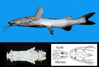 Sciades dowii, Brown sea catfish: fisheries