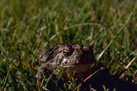 Bufo woodhousii - East Texas Toad