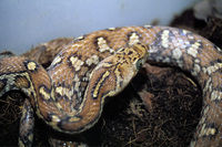 Pantherophis flavirufus - Yellow-red Rat Snake