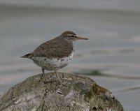 Spotted Sandpiper - Actitis macularia