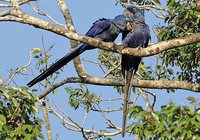 Hyacinth Macaw - Anodorhynchus hyacinthinus
