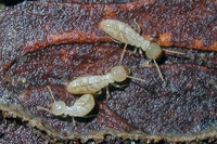 흰개미 - Reticulitermes speratus