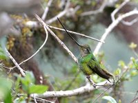 Sword-billed Hummingbird - Ensifera ensifera