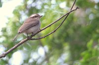 Common Woodshrike - Tephrodornis pondicerianus